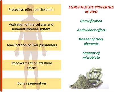 Critical Review on Zeolite Clinoptilolite Safety and Medical Applications in vivo